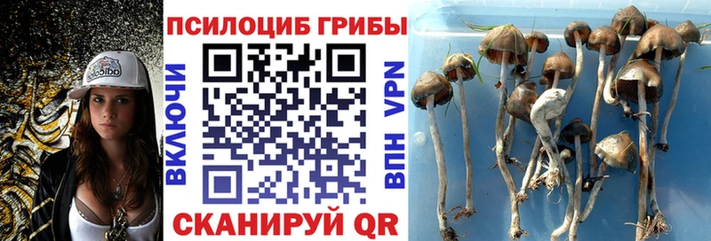 купить закладку  Вятские Поляны  KRAKEN ССЫЛКА  Псилоцибиновые грибы Cubensis 